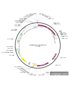 pCAMBIA1391-35S-MCS-Gus