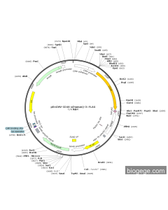 pEnCMV-CD46-a(human)-3×FLAG