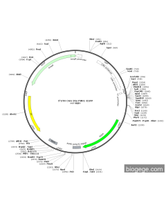 5'UTR CGG 26x FMR1-EGFP