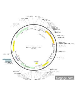 pEnCMV-VDAC1-3×FLAG