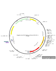 PiggyBac Dual CMV-Pdgfb-m-mCherry (PB513B-1)