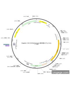 PiggyBac-CMV-EDNRA(human)(1synonymous mutations)-EF1a-Puro