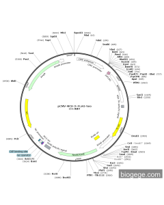 pCMV-MCS-3×FLAG-Neo