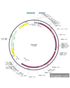 pAAV-RC6