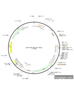 pCDH-CMV-MCS-EF1-Hygro