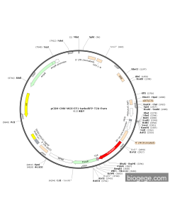pCDH-CMV-MCS-EF1-turboRFP-T2A-Puro