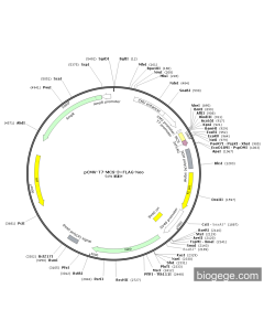 pCMV-T7-MCS-3×FLAG-Neo