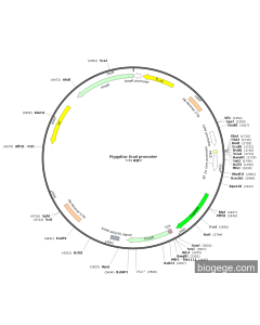 PiggyBac Dual promoter