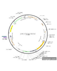 pLVML-3×FLAG-RALY-IRES-Puro