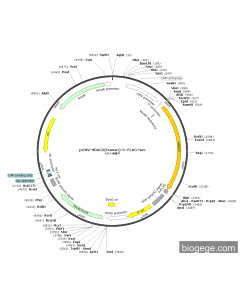 pCMV-HDAC2(human)-3×FLAG-Neo