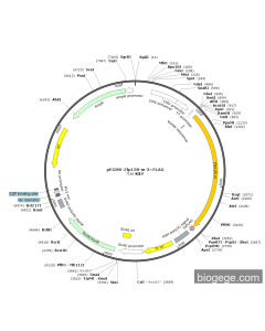 pECMV-Zfp128-m-3×FLAG