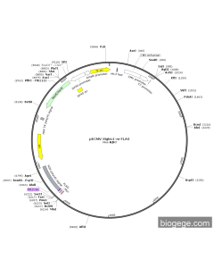 pECMV-Siglec1-m-FLAG