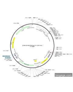 pCMV-EFNB2(human)-3×FLAG-Neo