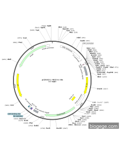 pCDNA3.1-MCS-6×His