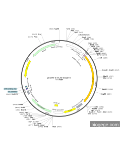 pECMV-3×FLAG-Smad4-r