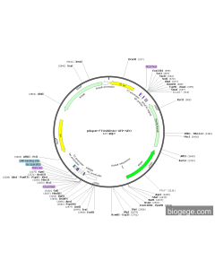 pSuper-FTOshRNA1-GFP-Neo