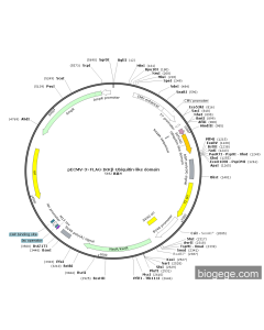 pECMV-3×FLAG-IKKβ-Ubiquitin-like domain