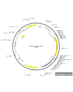 pECMV-Hnrnpab-m-FLAG