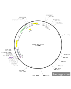 pECMV-Tet1-m-FLAG