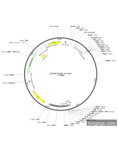 pECMV-Plagl1-m-FLAG
