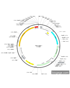 pmirGLO-IL6-m-3UTR(mut)
