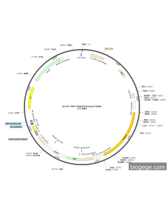 pLV3-CMV-Pnpla2(mouse)-Blast