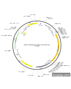 pCMV-Trp63(mouse)-6-Myc-FLAG-SV40-Neo