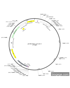 pECMV-Ptprc-m-FLAG-2