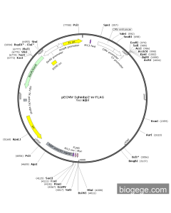 pECMV-Ighmbp2-m-FLAG