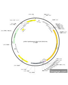 pCMV-Trp63(mouse)-Myc-FLAG-SV40-Neo