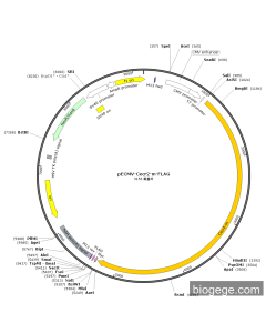pECMV-Cecr2-m-FLAG