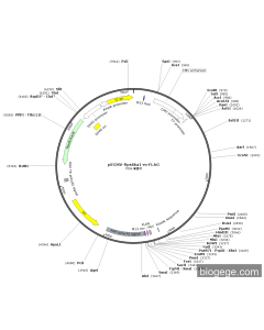 pECMV-Rps6ka1-m-FLAG