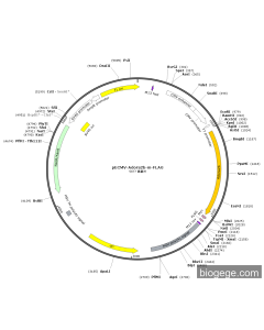 pECMV-Adora2b-m-FLAG