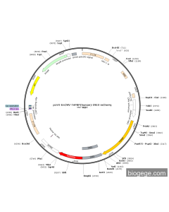 pLVX-EnCMV-TAPBP(human)-IRES-mCherry