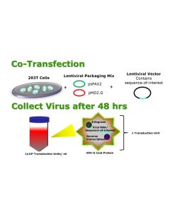 FCGR3A lentivirus NM_000569.7/2214/human