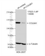 COL6A1 Polyclonal antibody proteintech 17023-1-AP