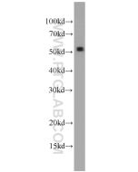 ATGL Polyclonal antibody proteintech 55190-1-AP