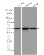 NR1H3 Polyclonal antibody proteintech 14351-1-AP