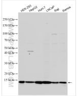 CCDC167 Polyclonal antibody proteintech 31922-1-AP