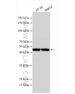 CHI3L1/YKL40 Polyclonal antibody proteintech 30419-1-AP