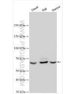 CD86 (C-terminal) Polyclonal antibody proteintech 26903-1-AP