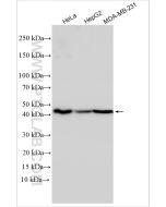 MT-CYB Polyclonal antibody proteintech 55090-1-AP
