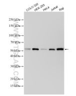 TRAF3 Polyclonal antibody proteintech 18099-1-AP