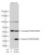 DFNA5/GSDME Polyclonal antibody proteintech 30696-1-AP