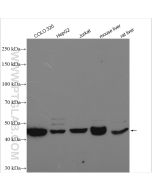 AHCY Polyclonal antibody proteintech 10757-2-AP