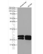 ALR Polyclonal antibody proteintech 11293-1-AP