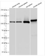 CD41 Polyclonal antibody proteintech 24552-1-AP