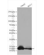 IFITM2 Polyclonal antibody proteintech 12769-1-AP
