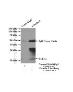 Claudin 3 Polyclonal antibody proteintech 16456-1-AP