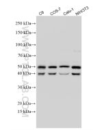 JNK Polyclonal antibody proteintech 51153-1-AP